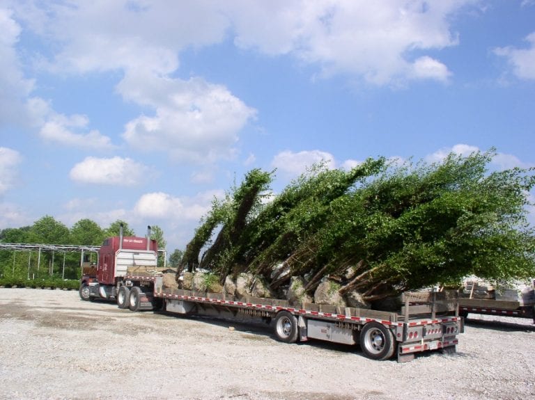 Wholesale Jackson's Nursery, Inc.