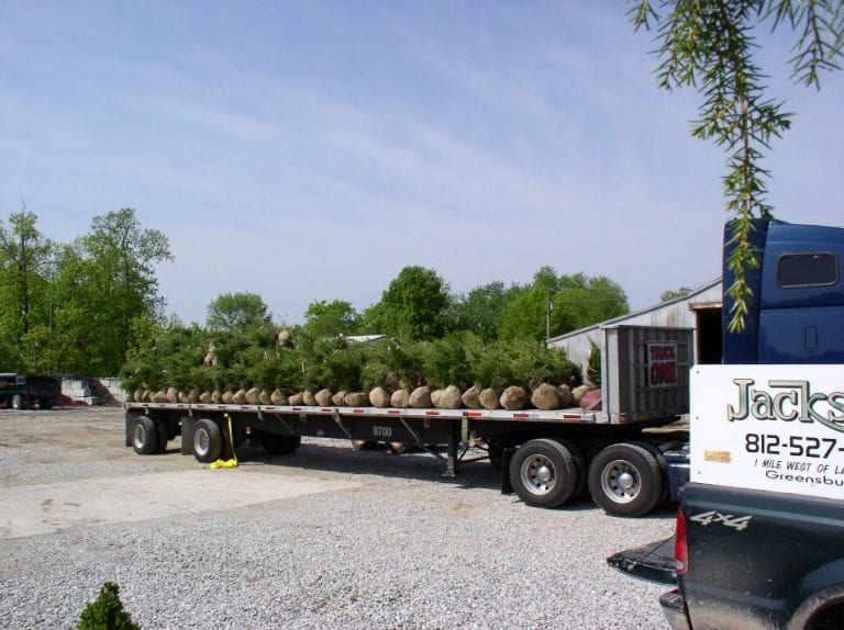 Wholesale Jackson's Nursery, Inc.