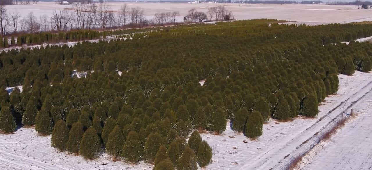 Wholesale Jackson's Nursery, Inc.