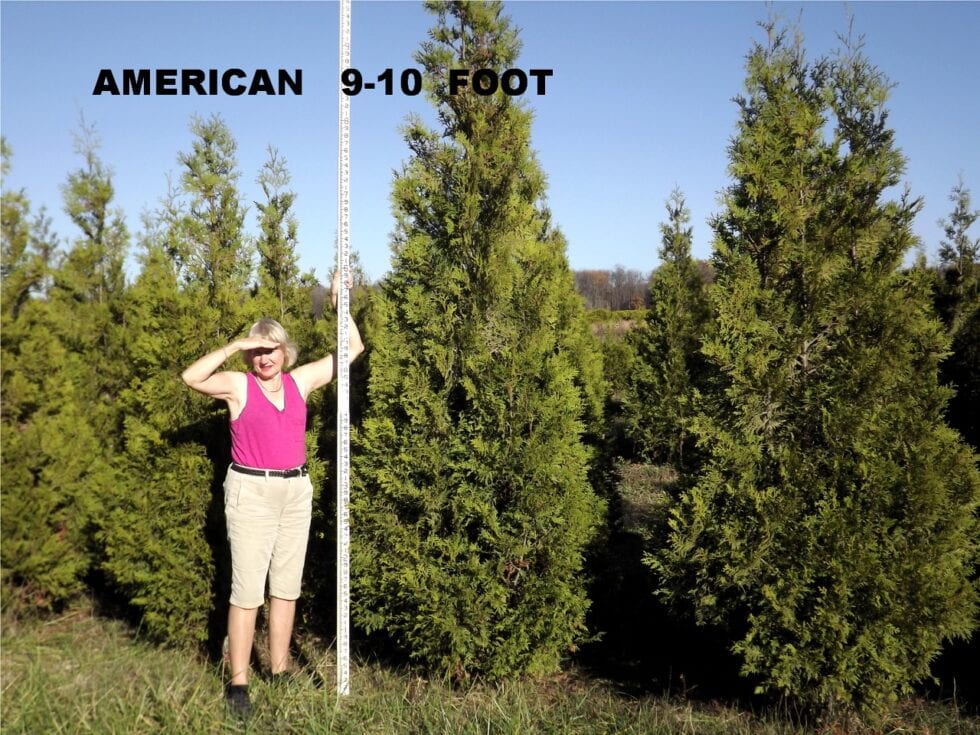 Wholesale Jackson's Nursery, Inc.