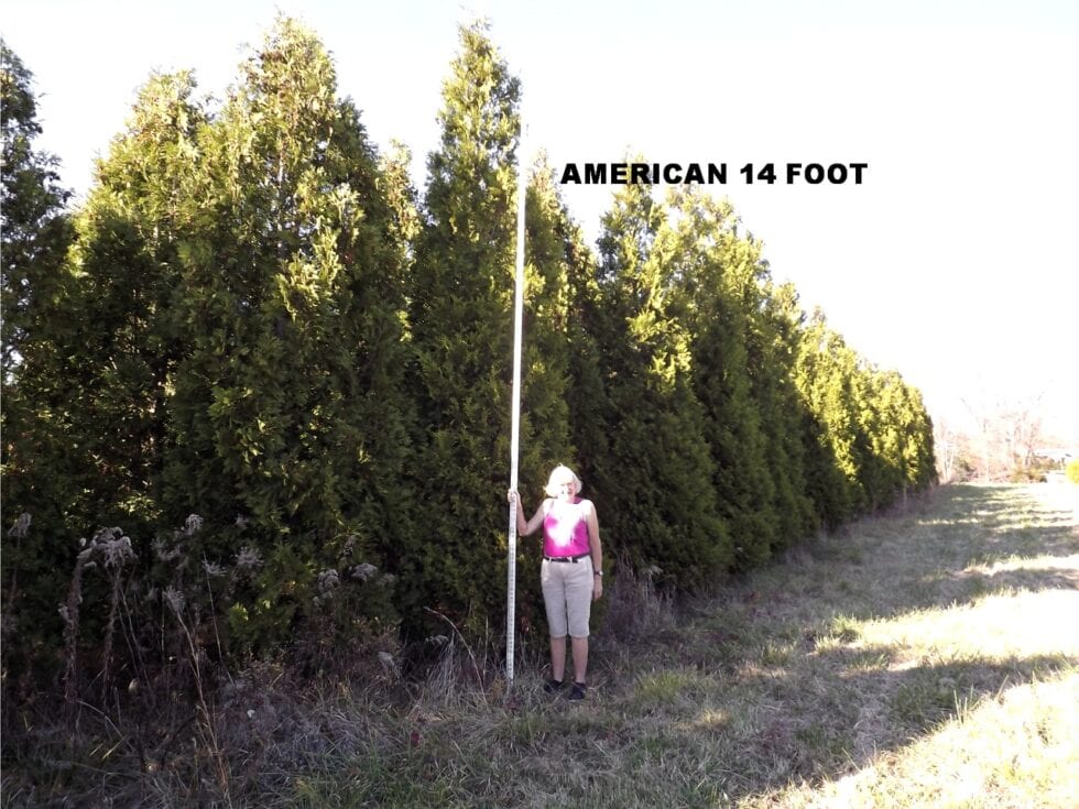 Wholesale Jackson's Nursery, Inc.